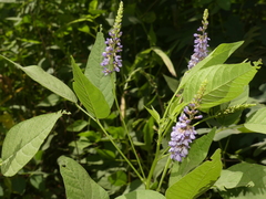 Orbexilum onobrychis