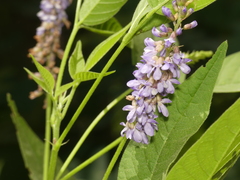 Orbexilum onobrychis