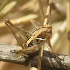 Decticita balli