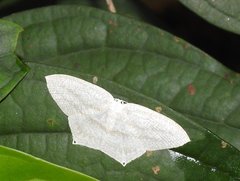 Acropteris ciniferaria