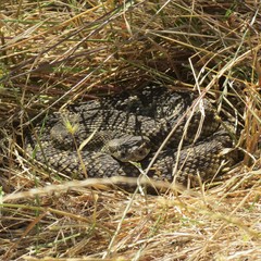 Crotalus oreganus