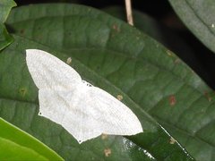 Acropteris ciniferaria