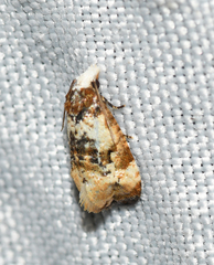 Phalonidia memoranda