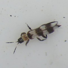 Aeolothrips collaris
