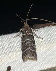 Ortholepis pasadamia