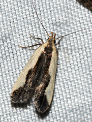 Dichomeris inserrata