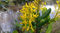 Vochysia thyrsoidea