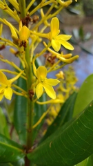 Vochysia thyrsoidea