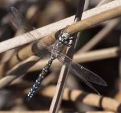 Rhionaeschna californica