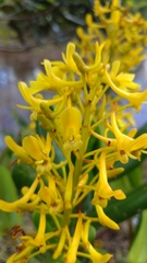 Vochysia thyrsoidea