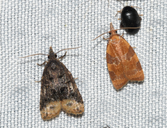 Cenopis diluticostana