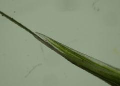 Melica smithii
