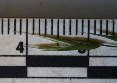 Melica smithii