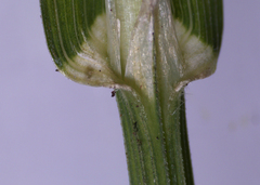 Melica smithii