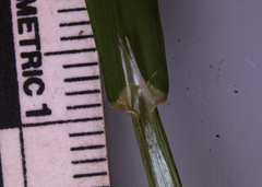 Melica smithii
