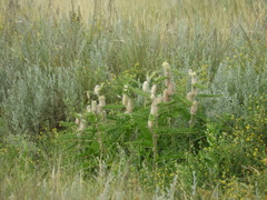 Astragalus alopecurus