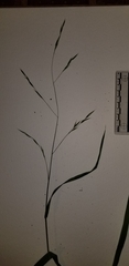 Melica smithii