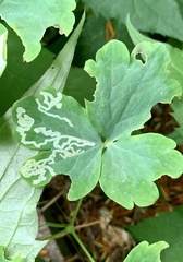 Phytomyza minuscula group