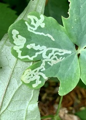 Phytomyza minuscula group