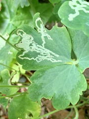 Phytomyza minuscula group