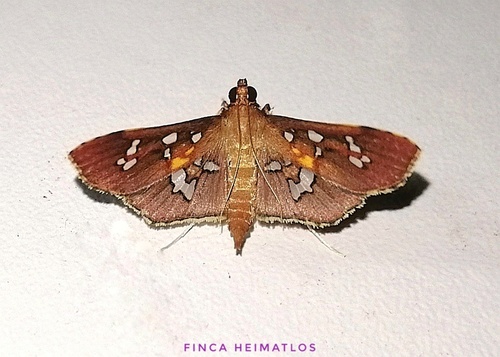 Phostria varialis