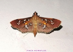 Phostria varialis