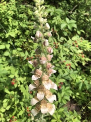 Digitalis lanata