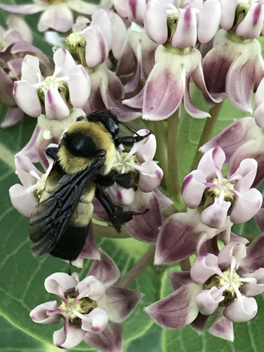 Southern Plains Bumble Bee photographed in Kansas