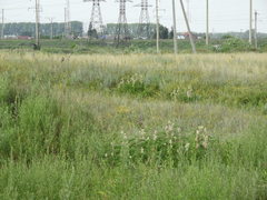 Astragalus alopecurus