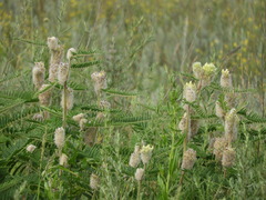 Astragalus alopecurus