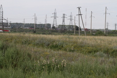 Astragalus alopecurus