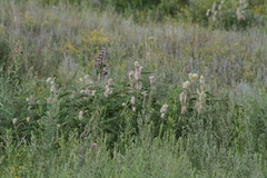 Astragalus alopecurus