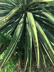 Agave sisalana