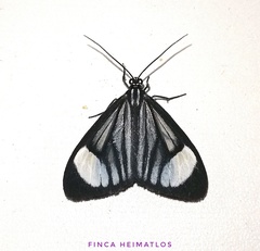 Monocreaga pheloides