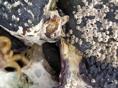 Nepinnotheres novaezelandiae
