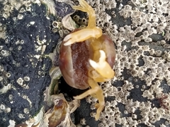 Nepinnotheres novaezelandiae