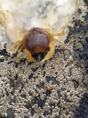 Nepinnotheres novaezelandiae