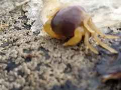 Nepinnotheres novaezelandiae
