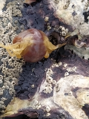 Nepinnotheres novaezelandiae