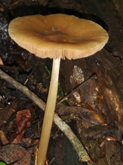 Pluteus chrysophaeus