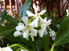 Trachelospermum jasminoides