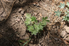 Potentilla thurberi