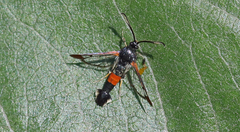 Synanthedon bolteri