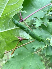 Desmia maculalis