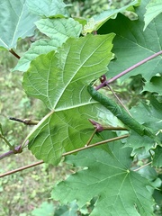 Desmia maculalis