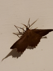 Euchlaena johnsonaria