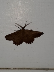 Euchlaena johnsonaria