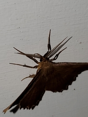 Euchlaena johnsonaria