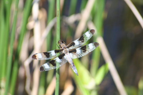 Twelve-spotted skimmer