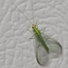 Weeping Green Lacewing - Photo (c) dianahuntermeow, some rights reserved (CC BY-NC), uploaded by dianahuntermeow